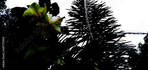 forest plants under the hot sky