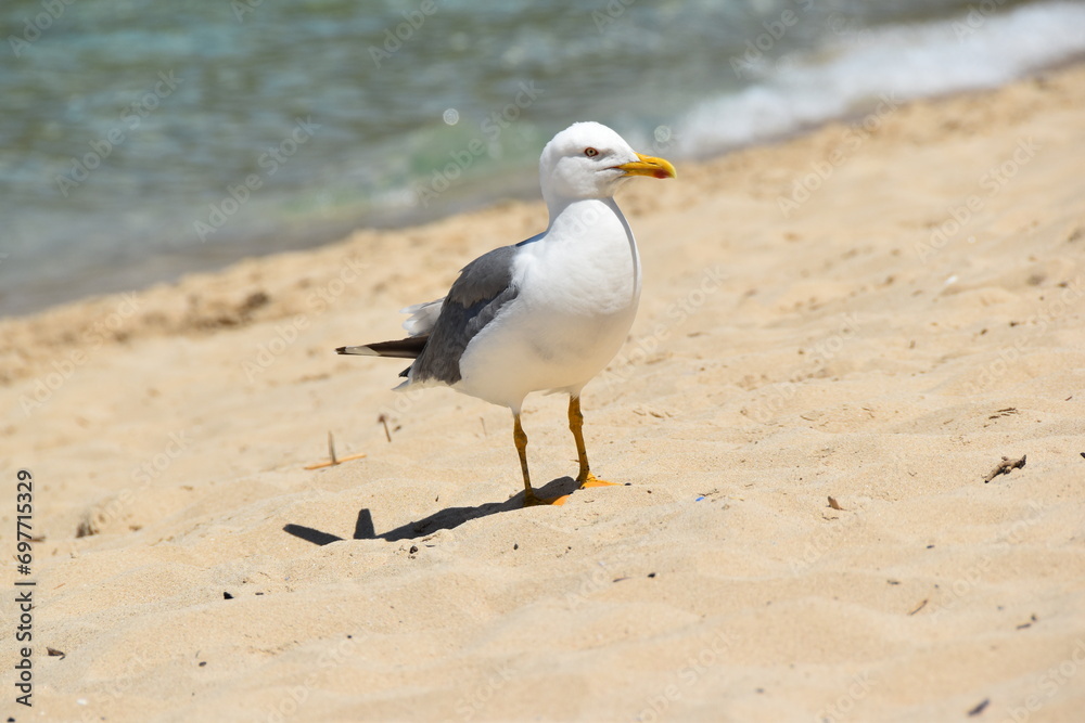 Seagull on the beach Seagull on the beach