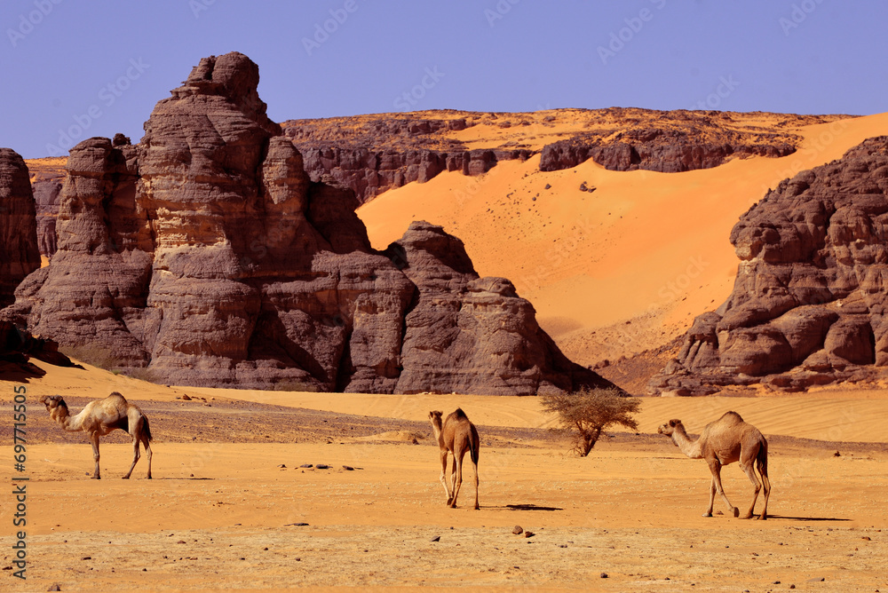 SAND DUNES AND ROCK FORMATIONS IN THE REGION OF TADRART ROUGE IN THE SAHARA DESERT IN ALGERIA SAND DUNES AND ROCK FORMATIONS IN THE REGION OF TADRART ROUGE IN THE SAHARA DESERT IN ALGERIA