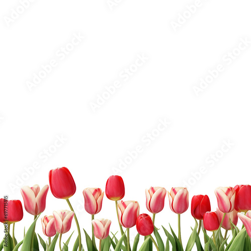 Spring Tulip Flowers Border PNG