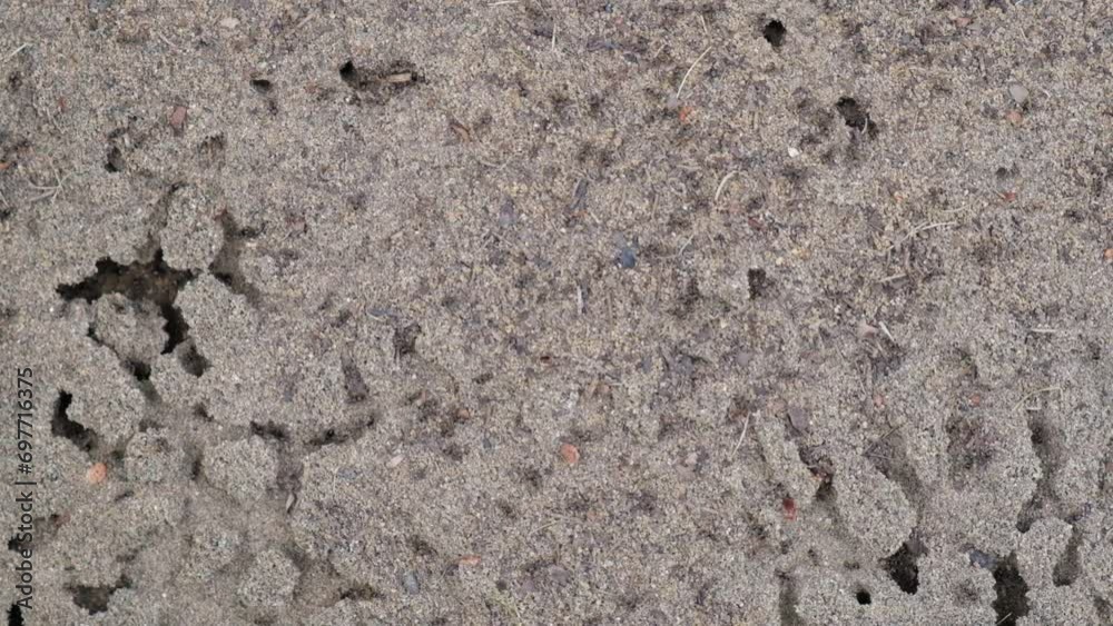 Large number of ants running around the anthill, traces with colony of ants on the sand