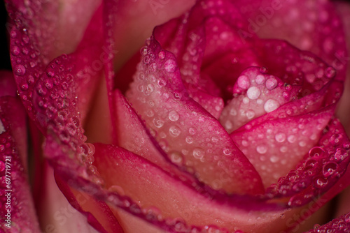 Fototapeta Naklejka Na Ścianę i Meble -  Beautiful pink rose with dew drops, background with rose