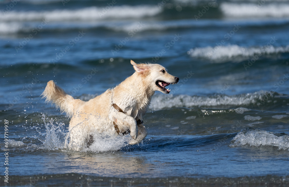 Yellow Lab jumping through the surf at the beach Yellow Lab jumping through the surf at the beach