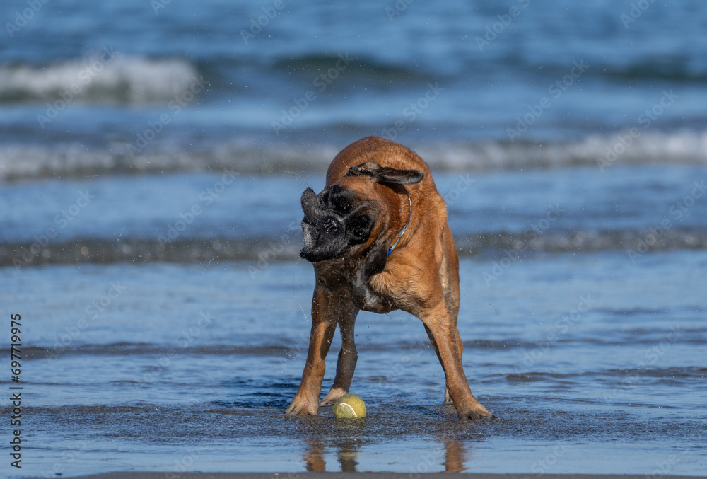 Boxer dog shaking off water at the beach