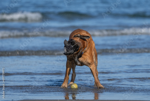 Boxer dog shaking off water at the beach