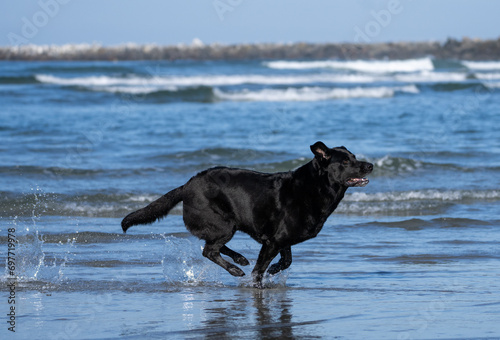 Black Labrador Retriever running through the water at the beach