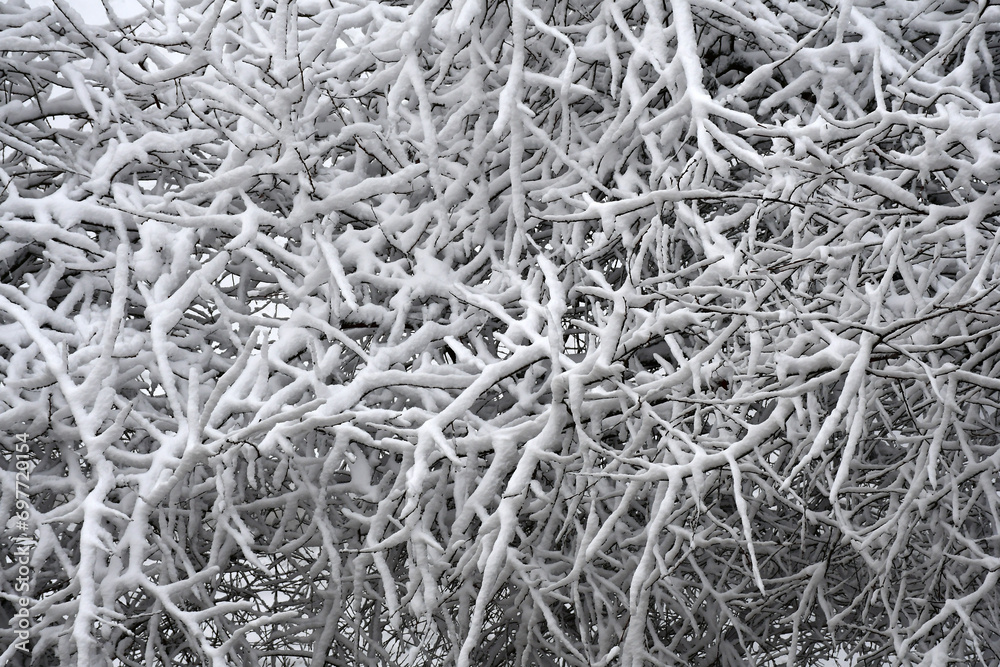 The thin branches of the trees are covered with snow. Winter background. snow on the branches. thick crown in winter The thin branches of the trees are covered with snow. Winter background. snow on the branches. thick crown in winter