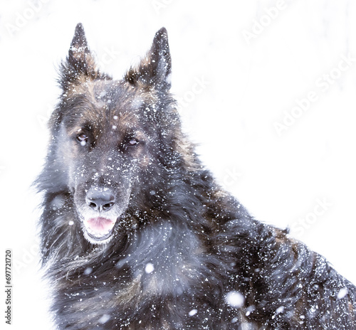 portrait of a german shepherd dog in snow © Agata Kadar