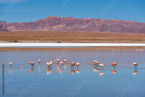 Flamingo