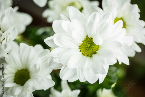 Beautiful white chrysanthemums, white daisies