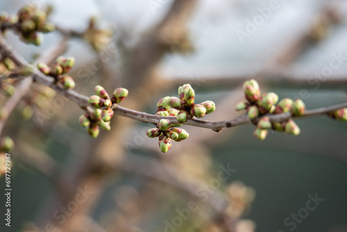 Close-up of cherry tree buds emerging in early spring.