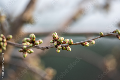 Close-up of cherry tree buds emerging in early spring.