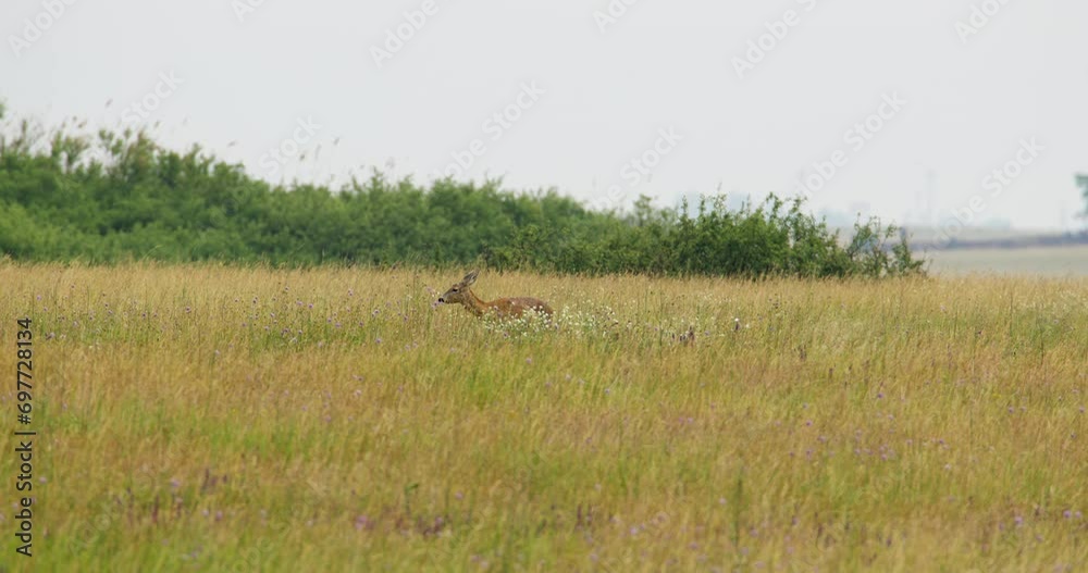 A female roe deer grazing on pasture and carefully look around while chewing A female roe deer grazing on pasture and carefully look around while chewing