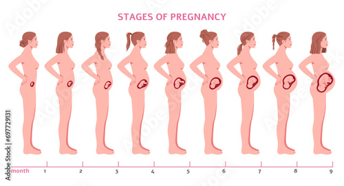 Pregnancy stages. Fetus develops, nine months, child formation, woman silhouette profile view, abdomen changing size, gynecology infographic, cartoon flat isolated tidy vector concept photo