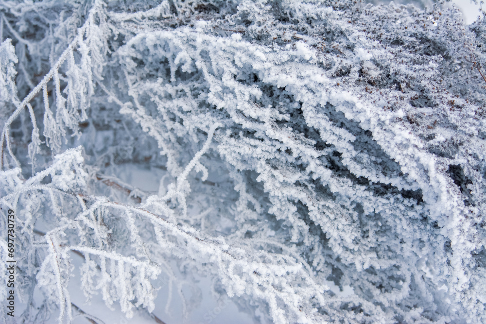 plant covered with snow in winter, frozen icy foliage, fallen snow, frost and precipitation, freezing rain plant covered with snow in winter, frozen icy foliage, fallen snow, frost and precipitation, freezing rain