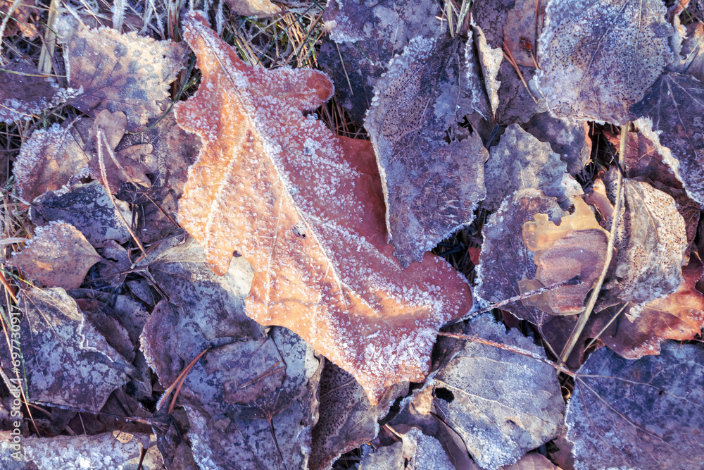 plant covered with snow in winter, frozen icy foliage, fallen snow, frost and precipitation, freezing rain plant covered with snow in winter, frozen icy foliage, fallen snow, frost and precipitation, freezing rain