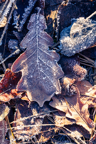 plant covered with snow in winter, frozen icy foliage, fallen snow, frost and precipitation, freezing rain