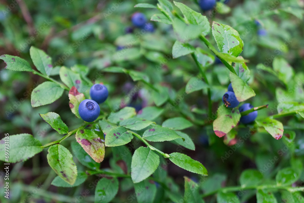 blueberries in the northern forest, close-up, berries blueberries in the northern forest, close-up, berries