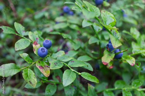 blueberries in the northern forest, close-up, berries