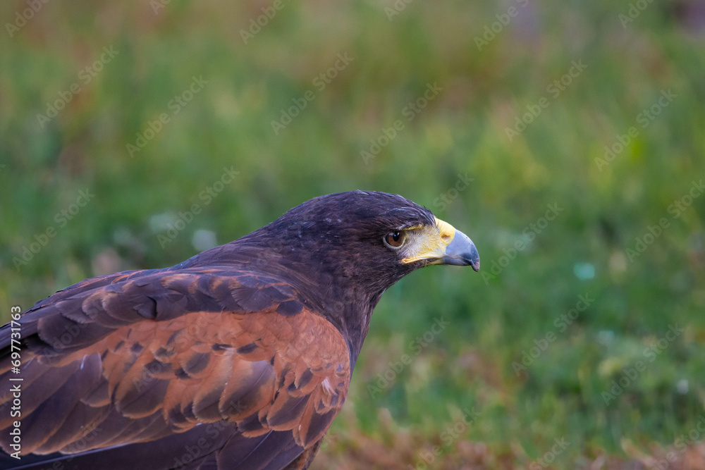 custom made wallpaper toronto digitalBird of prey 