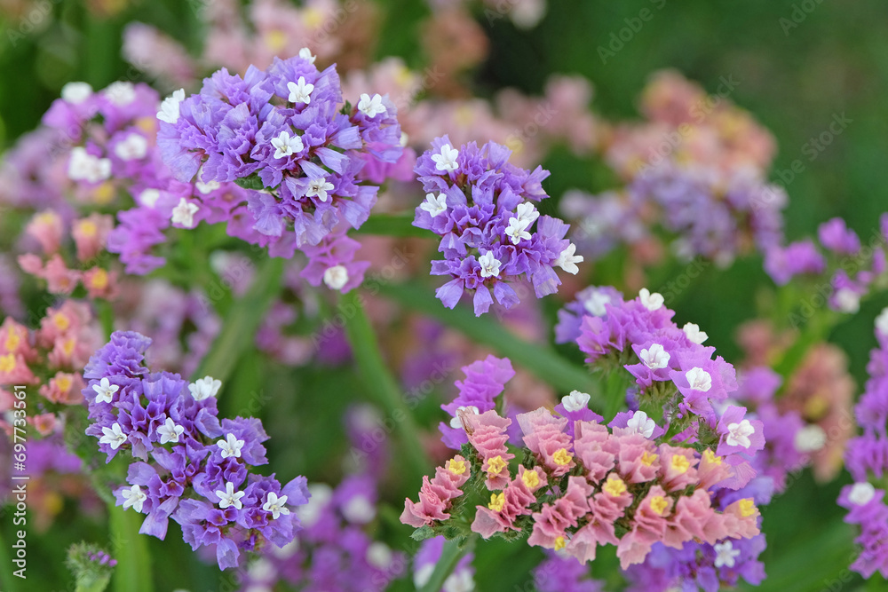Purple Limonium platyphyllum, also called Sea Lavender, marsh rosemary, or statice, in flower. Purple Limonium platyphyllum, also called Sea Lavender, marsh rosemary, or statice, in flower.