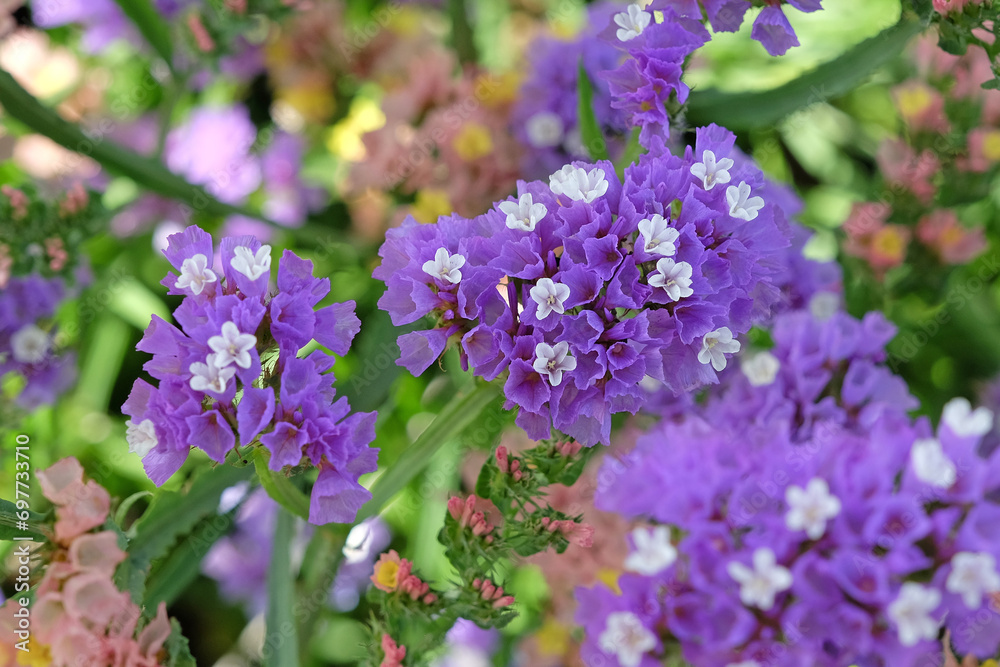 Purple Limonium platyphyllum, also called Sea Lavender, marsh rosemary, or statice, in flower. Purple Limonium platyphyllum, also called Sea Lavender, marsh rosemary, or statice, in flower.