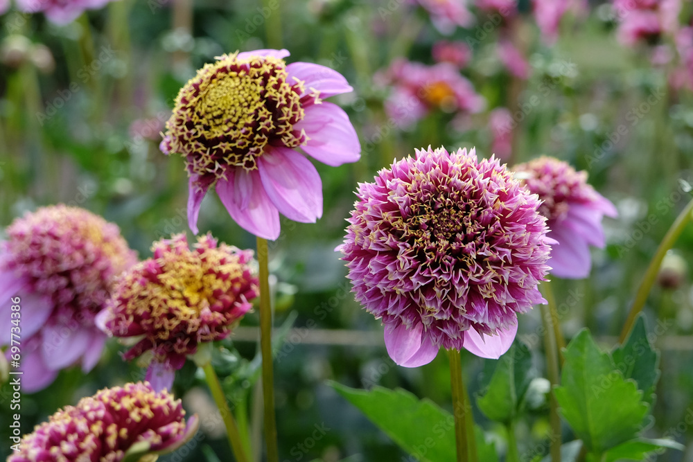 Pink, purple and yellow anemone Dahlia 'Fenna Baaij' in flower. Pink, purple and yellow anemone Dahlia 'Fenna Baaij' in flower.