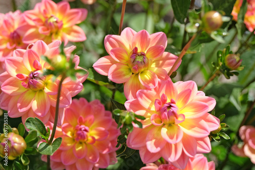 Coral pink and yellow decorative dahlia 'Pacific View' in flower.