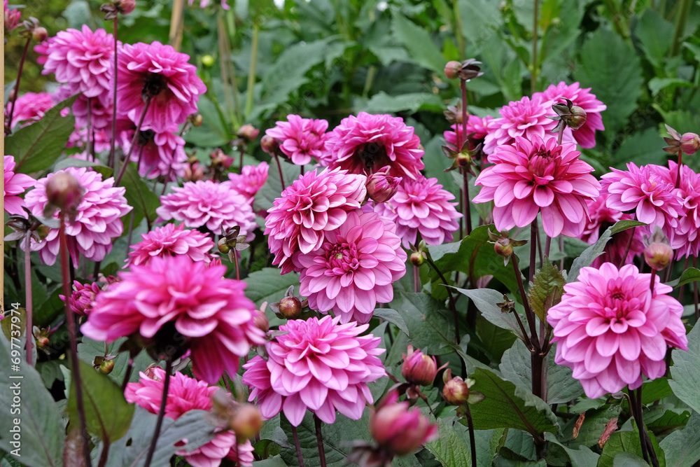 Lilac purple decorative dahlia 'Melissa Anna Marijke' in flower.