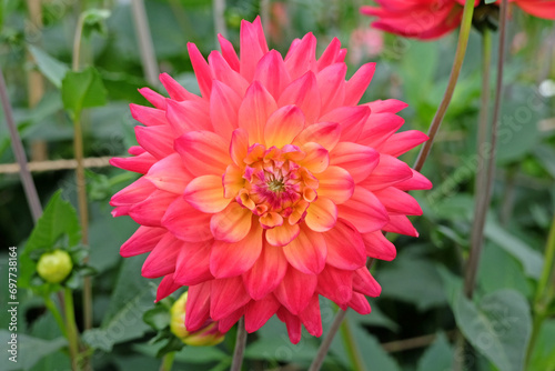 Red, orange and yellow cactus dahlia 'Rainbow Silence' in flower.