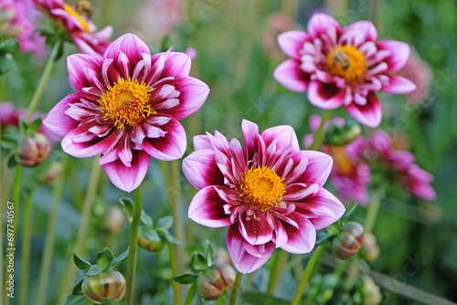 Pink and purple collarette Dahlia  Liquid Desire  in flower.