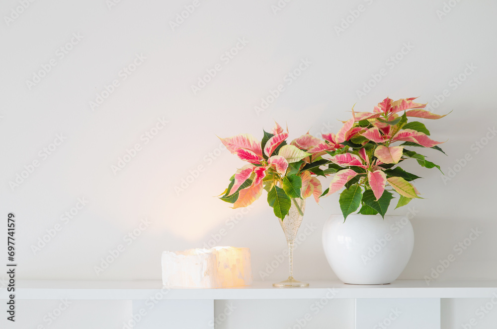 pink poinsettia in white ceramic pot  with burning candles  on white background