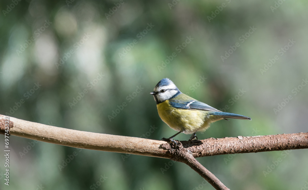 Blue tit, Parus caeruleus, single bird on branch Blue tit, Parus caeruleus, single bird on branch
