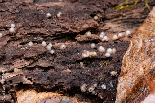 helicogloea compressa fungi photo