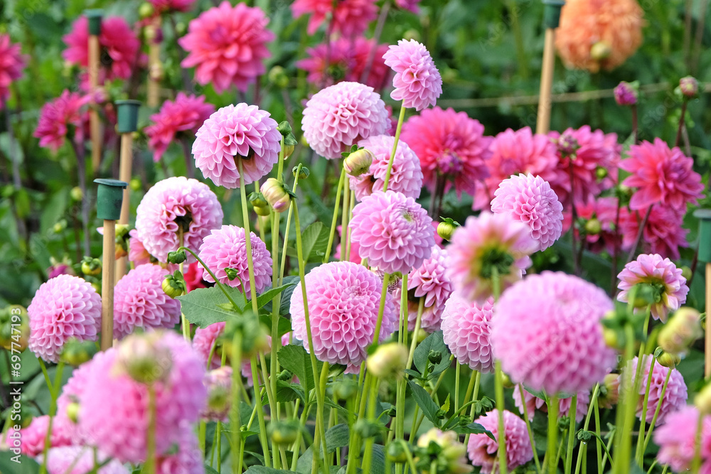 Soft pink pompon ball dahlia 'Eye Candy' in flower. Soft pink pompon ball dahlia 'Eye Candy' in flower.