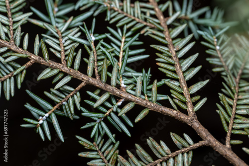 Eastern Hemlock