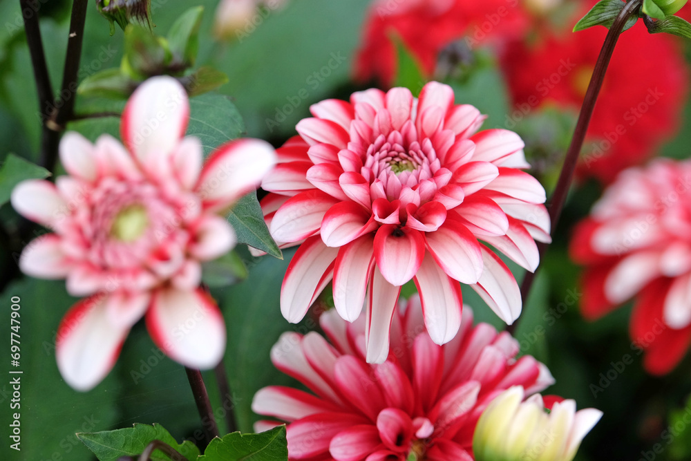 Red and white semi double decorative dahlia 'Pacific Time' in flower. Red and white semi double decorative dahlia 'Pacific Time' in flower.