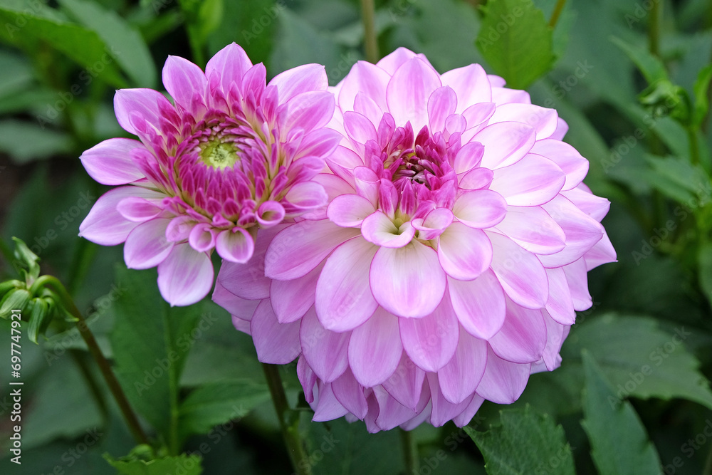 Lilac purple and white decorative Dahlia 'Ben Oude Nijhuis' in flower. Lilac purple and white decorative Dahlia 'Ben Oude Nijhuis' in flower.