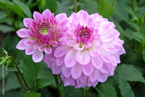 Lilac purple and white decorative Dahlia  Ben Oude Nijhuis  in flower.