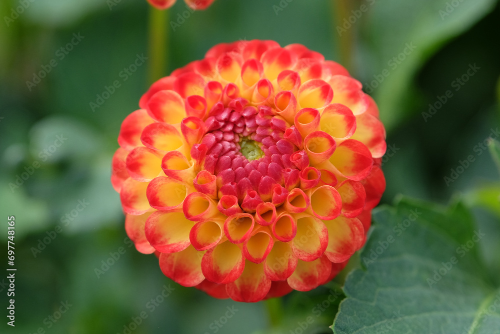 Small Red and yellow pompon dahlia ÔKasasagiÕ in flower. Small Red and yellow pompon dahlia ÔKasasagiÕ in flower.