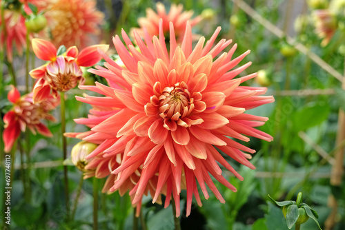 Bright salmon pink and yellow cactus dahlia  Allen s Starfire   in flower.