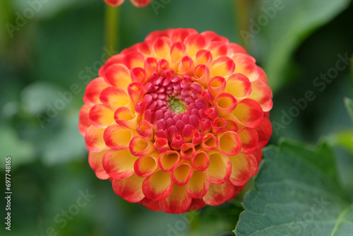 Small Red and yellow pompon dahlia ÔKasasagiÕ in flower.