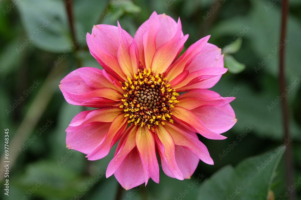 Pink and orange collarette Dahlia 'Princess Nadine' in flower. Pink and orange collarette Dahlia 'Princess Nadine' in flower.