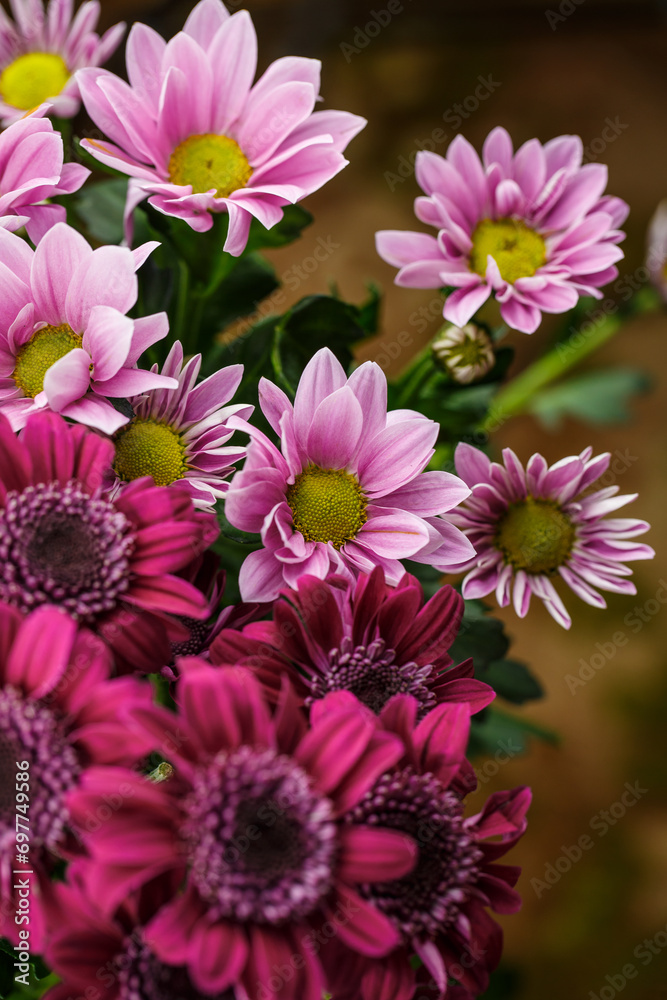 Bouquet of red, pink and white chrysanthemums Bouquet of red, pink and white chrysanthemums