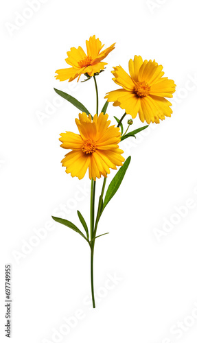 Floral arrangement of Lanceleaf Coreopsis flowers. Element for creating design, postcard, pattern, floral arrangement, wedding cards and invitation. Three yellow flowers isolated on white background.