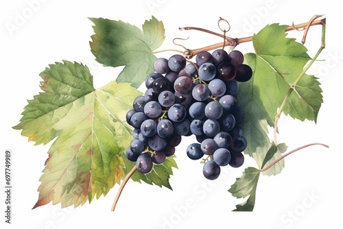 Black grapes branch with trifera grapes and vine leaf on white background. Historical watercolor illustration by Giorgio Gallesio in Italy. Generative AI photo