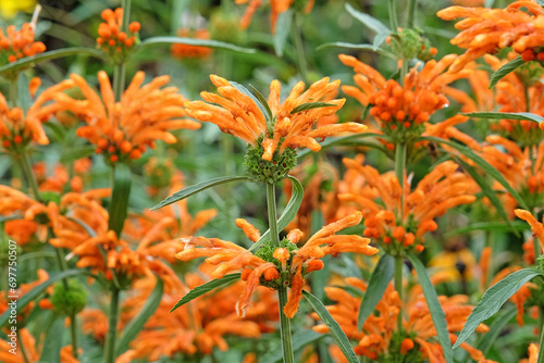 Leonotis leonurus, also known as lionÕs tail or wild dagga, in flower. photo