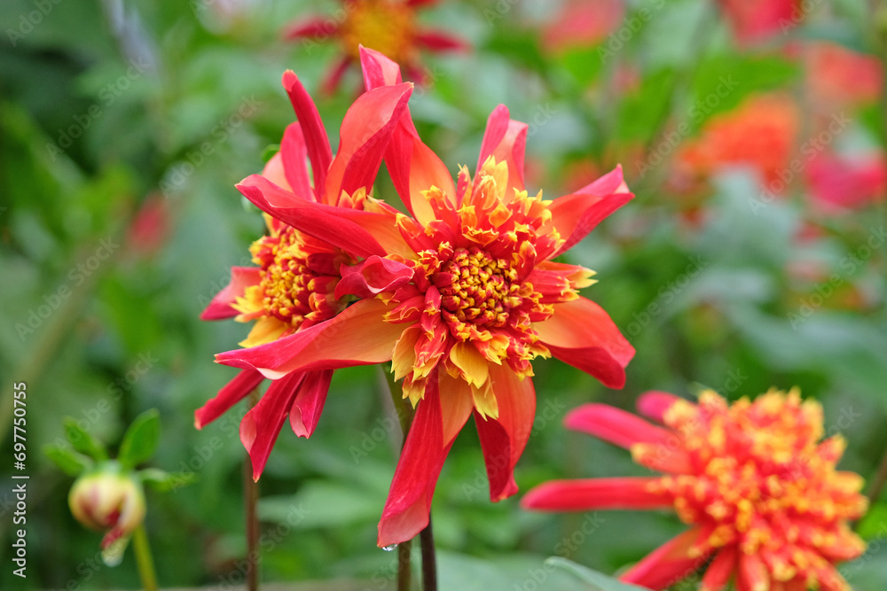 Red and yellow star anemone Dahlia Octopus Sparkle in flower Red and yellow star anemone Dahlia Octopus Sparkle in flower