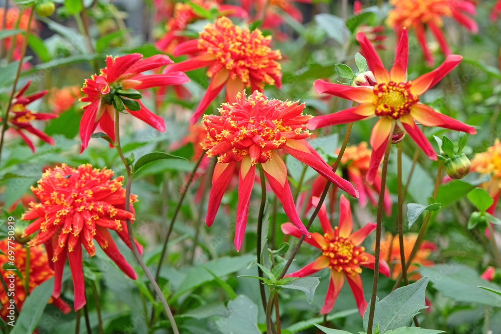 Red and yellow star anemone Dahlia Octopus Sparkle in flower Red and yellow star anemone Dahlia Octopus Sparkle in flower