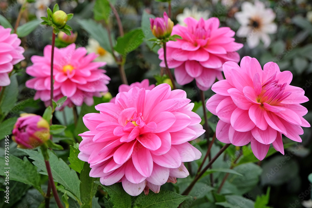 Bright pink decorative dahlia 'Garden Time' in flower. Bright pink decorative dahlia 'Garden Time' in flower.